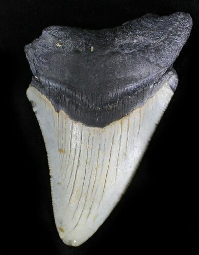 Bargain Megalodon Tooth - North Carolina #28492
